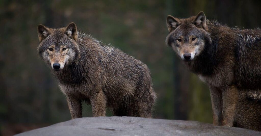 Das Verwaltungsgericht stoppt die Wolfsjagd im Jahr 2026