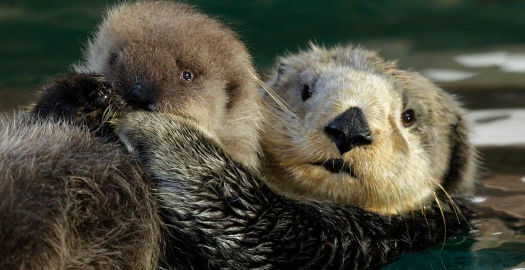 Otter, Seeadler und Frosch nicht mehr auf der Roten Liste
