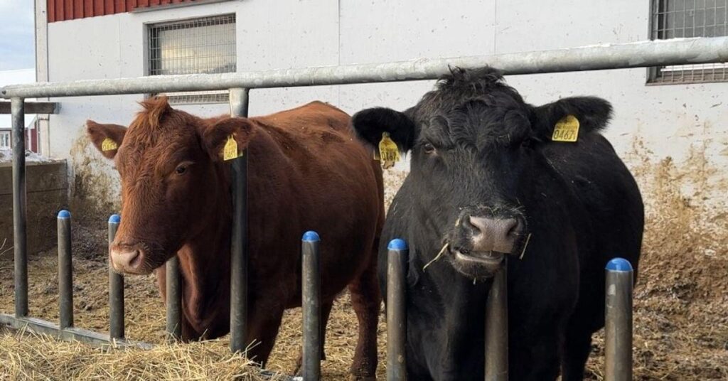 Notlager soll im Norden gebaut werden - Landwirte kritisch: „Zu hohe Anforderungen“