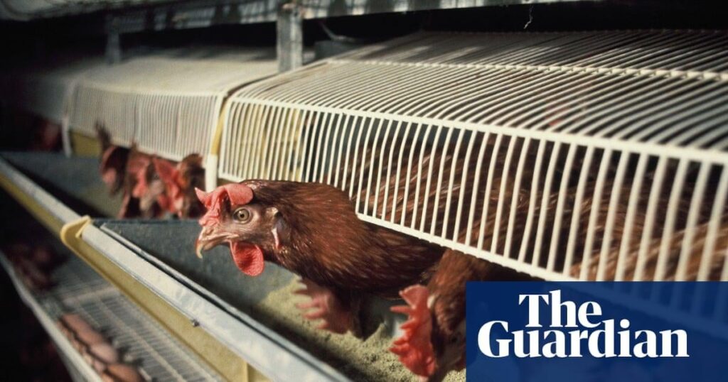Hühnerkäfige und Abferkelbuchten für Schweine sollen in England verboten werden
