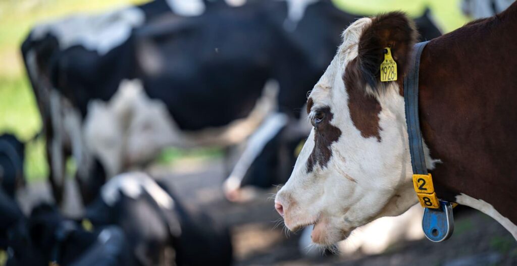 Einer wurde auf dem Milchhof festgenommen – Kühe wurden getreten