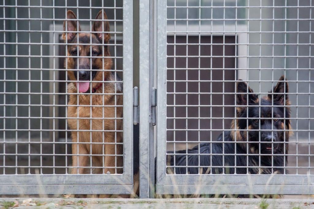 Kein Geld im Bundeshaushalt – Tierheime aus Münster schlagen Alarm