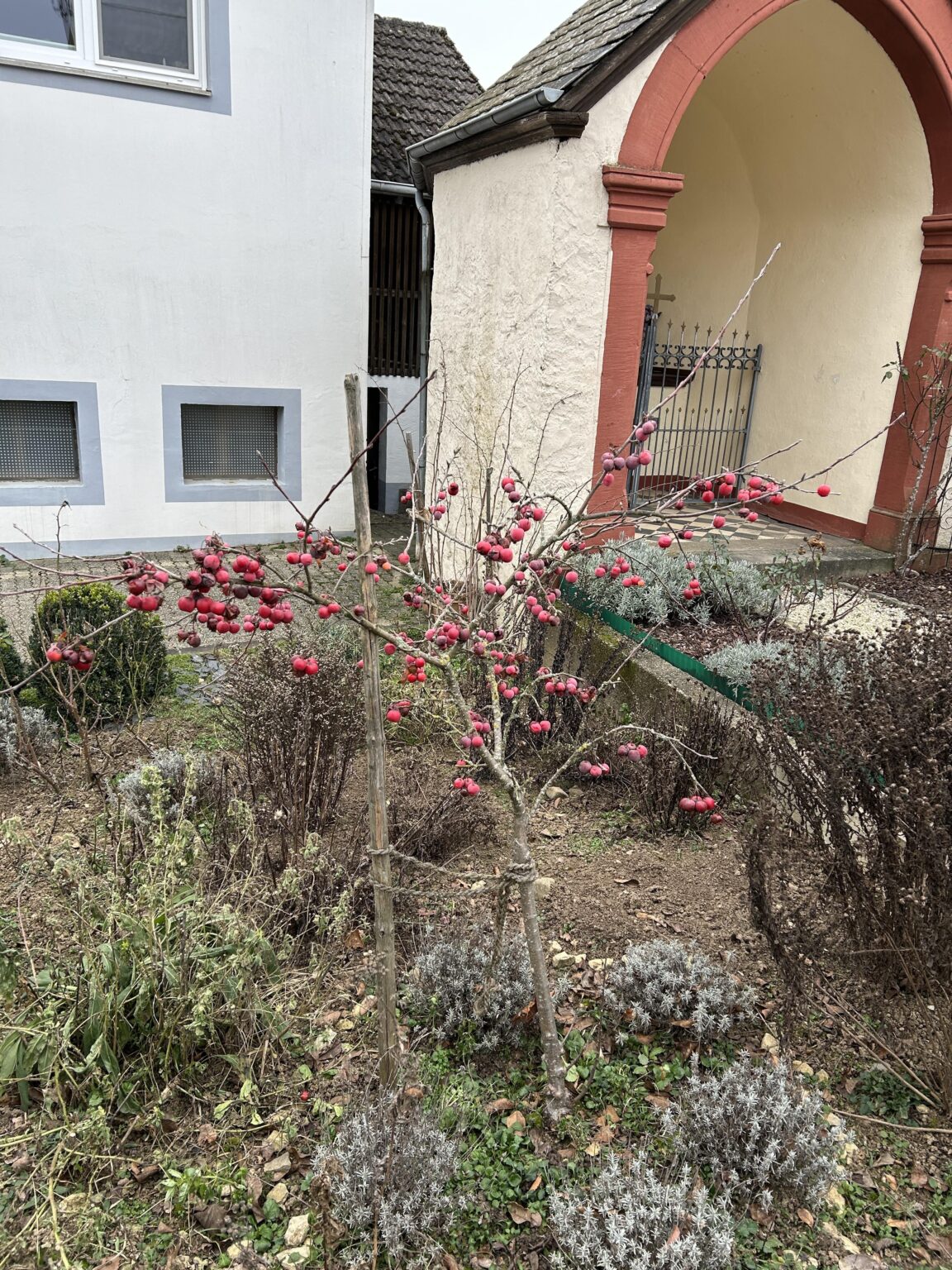 Zierapfel wie schneiden?