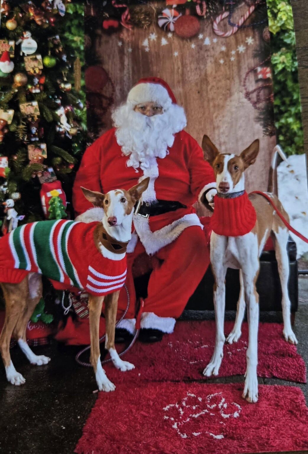 Frohe Weihnachten, Freunde nah und fern...