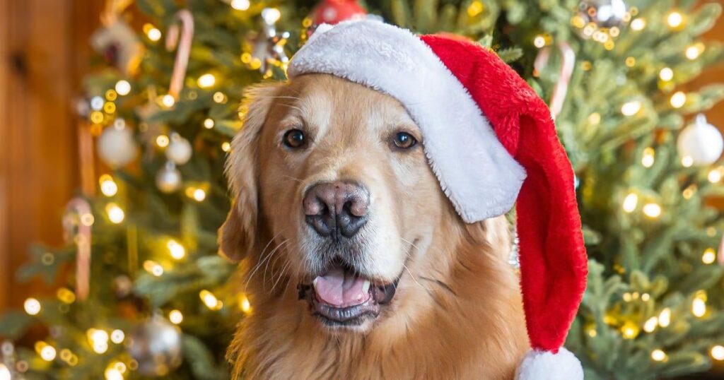Laut Umfrage wird „Frohe Weihnachten“ von der wachsenden Mehrheit der Kanadier bevorzugt