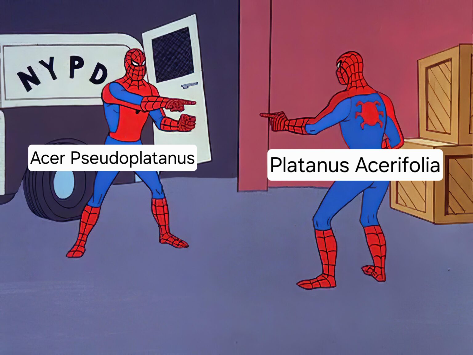 Meme
