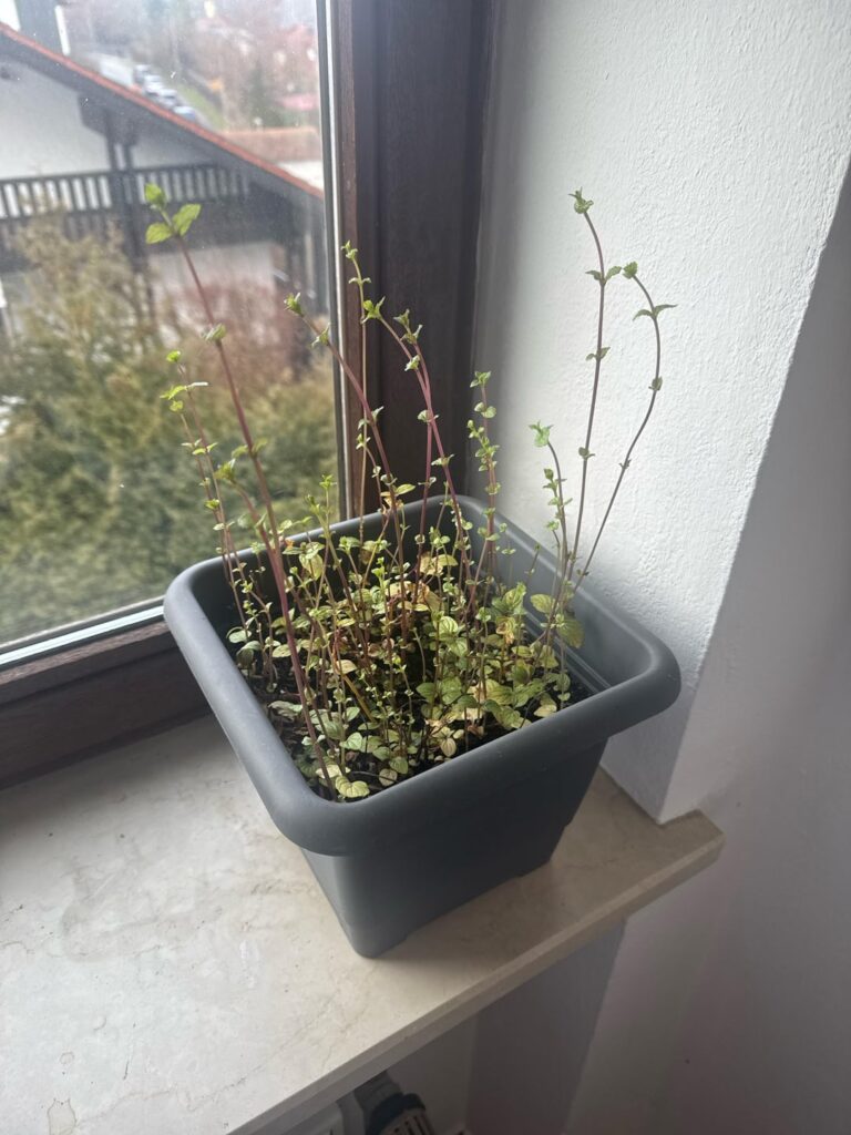 Wie kann ich diese Minze pflegen? Wie kann ich diese Minze pflegen?