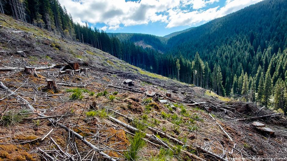Holzmafia zerstört Rumäniens letzte Urwälder