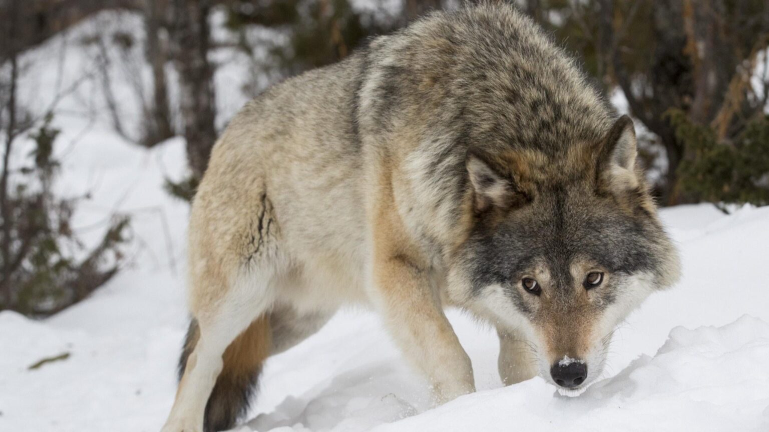 Trotz der Verdreifachung der Wolfspopulation haben die Angriffe auf Haustiere nicht zugenommen – Vetenskapsradion Nyheter