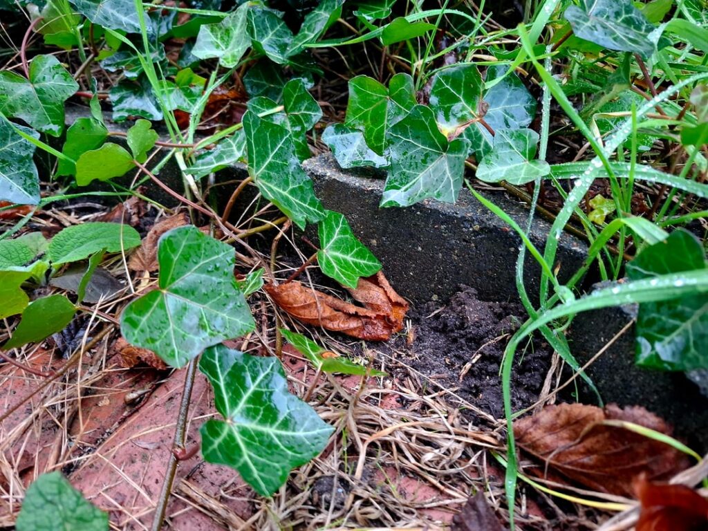 Überfordert mit Gartenarbeit – viel Efeu, verwachsene Rasenkanten, alte Wurzeln… womit fängt man an? Überfordert mit Gartenarbeit – viel Efeu, verwachsene Rasenkanten, alte Wurzeln… womit fängt man an?