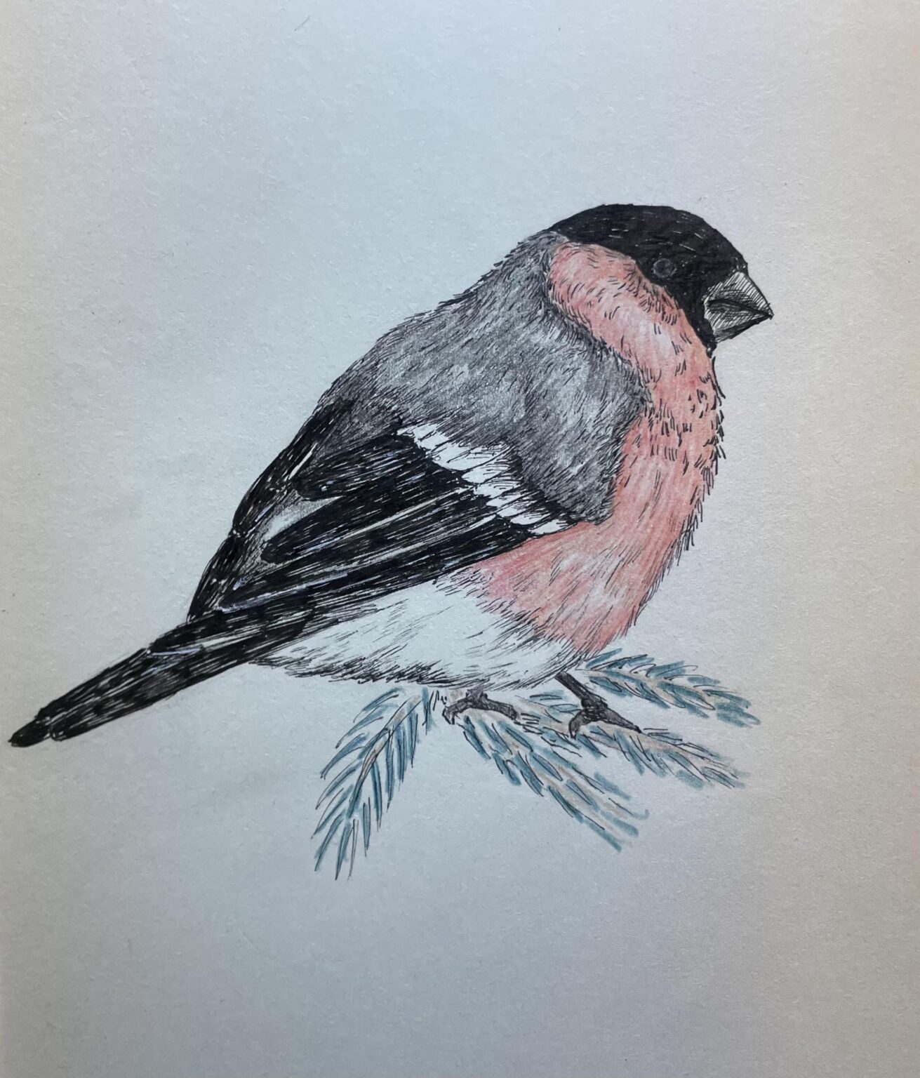 Wurde von Reddit inspiriert, mein eigenes Vogelbuch über unsere schwedischen Vögel zu erstellen