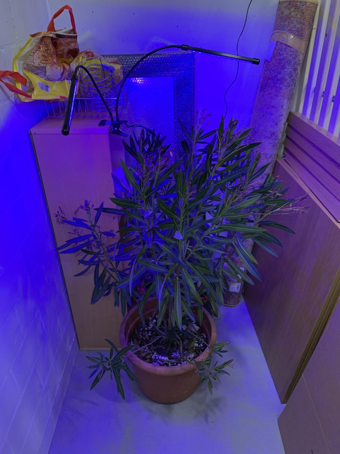 Kann der Oleander so überwintern? Kann der Oleander so überwintern?