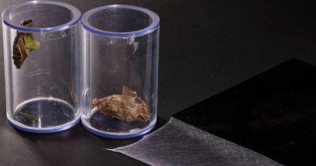 Spinnenseide gilt nicht mehr als die stärkste Naturfaser. Japanische Forscher haben herausgefunden, dass Beutelwurmseide tatsächlich stärker ist.