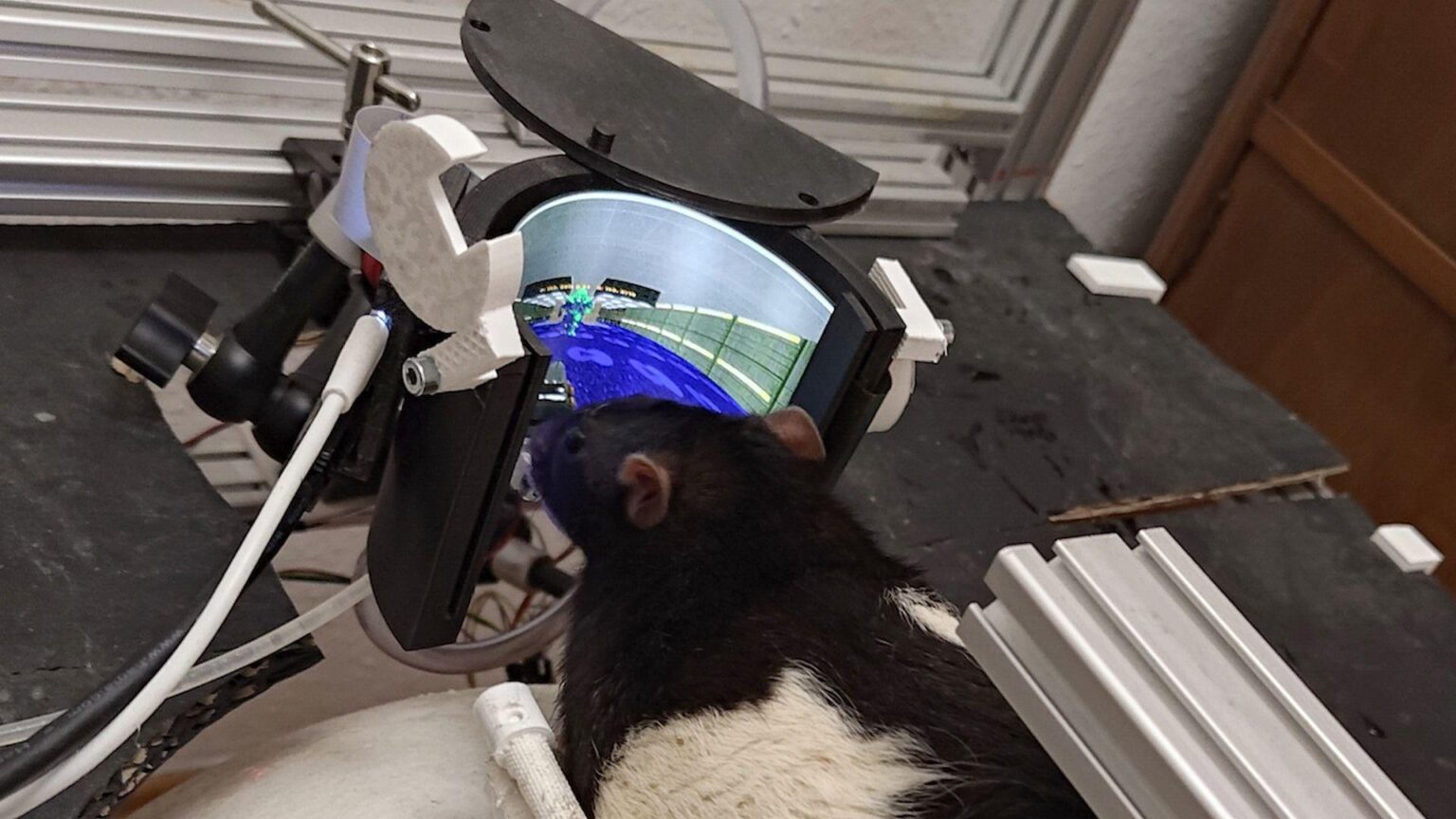 Das Experiment, Ratten beizubringen, Doom zu spielen, erreicht ein neues Niveau; Ratten können jetzt auf Feinde schießen – ein umlaufender AMOLED-Bildschirm bietet eine virtuelle Umgebung für das erweiterte Open-Source-Projekt der Neuroingenieure