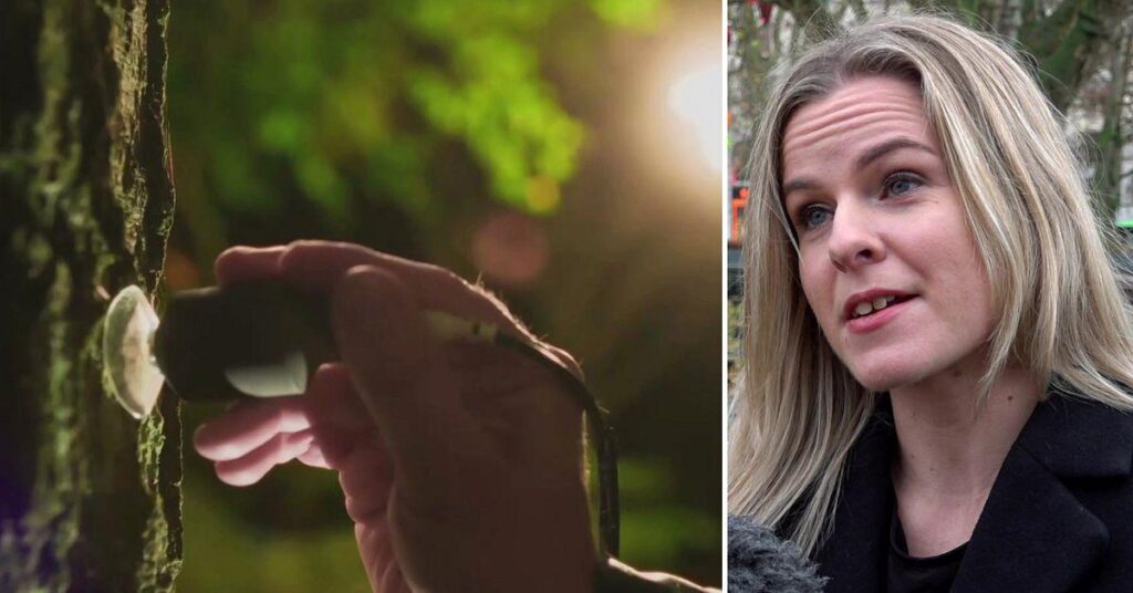 Die Gemäßigten wüten gegen Malmös neues Baumvideo: „Verschwendung und Heuchelei“