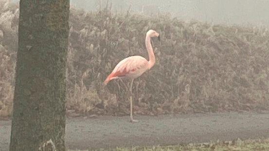 Wilder Flamingo bei Ulm entdeckt
