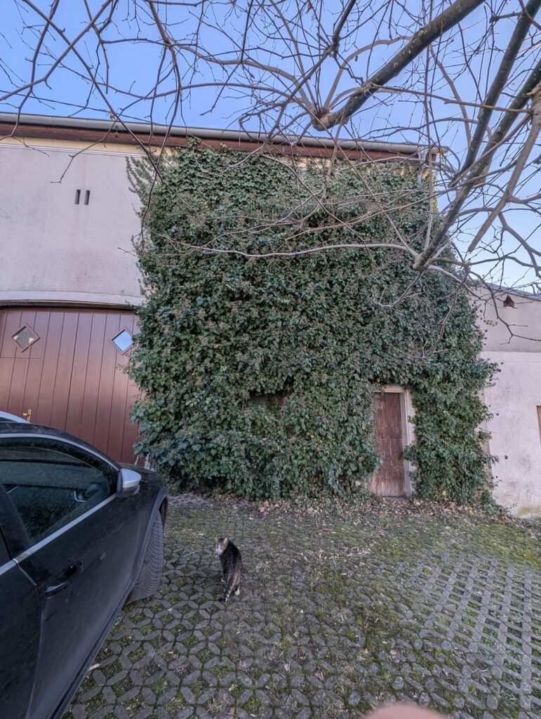 Wie bändige ich das Efeumonster? Wie bändige ich das Efeumonster?