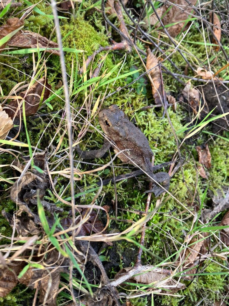 Wer ist dieser kleine Gartenfreund?