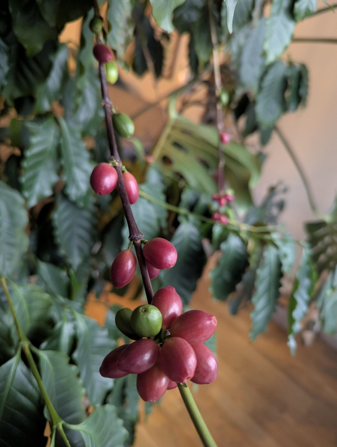 Jetzt, wo die Kaffeepreise in die Höhe schnellen, können Sie Ihren eigenen Kaffee anbauen