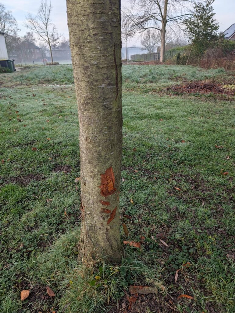Biber im Garten