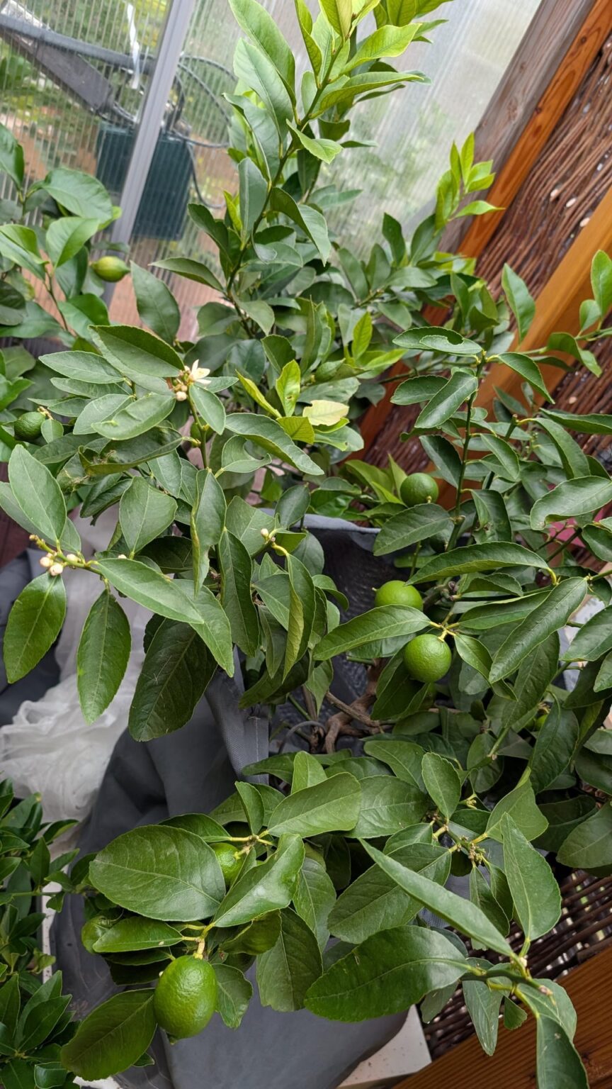 Zitruspflanzen Blüten und Früchte in der (kalten) Überwinterung Zitruspflanzen Blüten und Früchte in der (kalten) Überwinterung