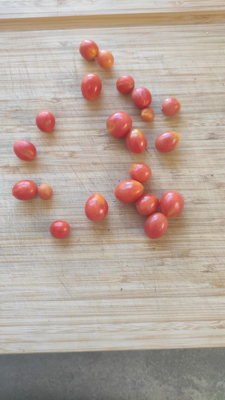 Letzte Tomaten in diesem Jahr