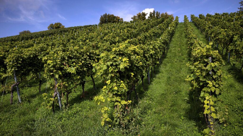 Geringste Ernte seit 2010 Deutscher Weinanbau steckt laut Verband in »historischer Krise«