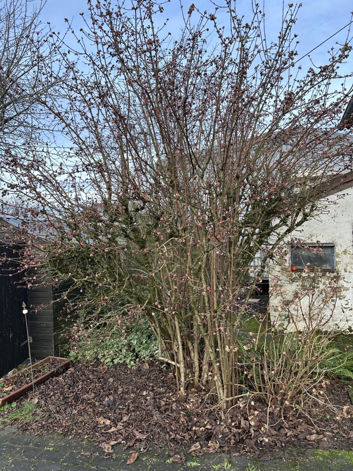 Wie und wann schneide ich diesen Strauch? Wie und wann schneide ich diesen Strauch?