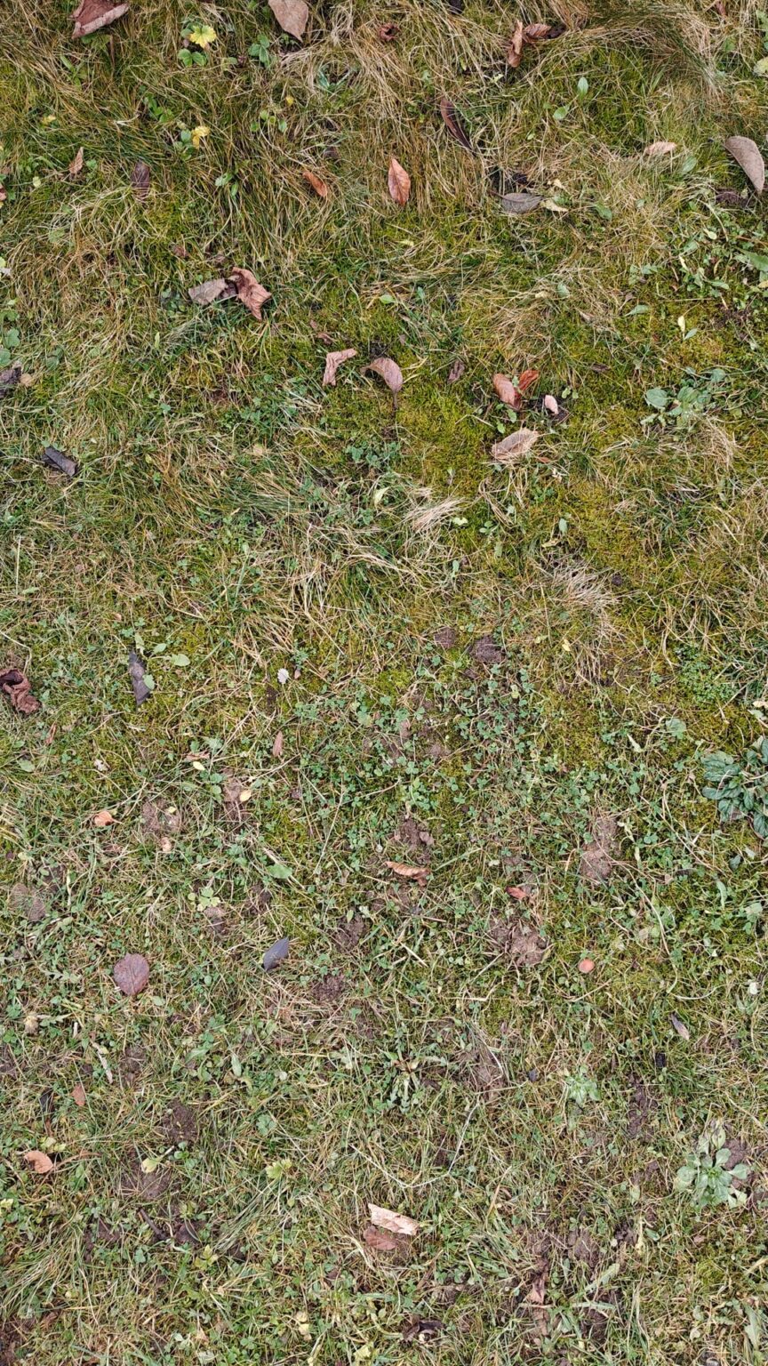 Was muss ich tun, damit hier wieder gesundes Gras wächst ohne meinen Kindern den ganzen Sommer den Zugang zum Garten zu verwehren Was muss ich tun, damit hier wieder gesundes Gras wächst ohne meinen Kindern den ganzen Sommer den Zugang zum Garten zu verwehren