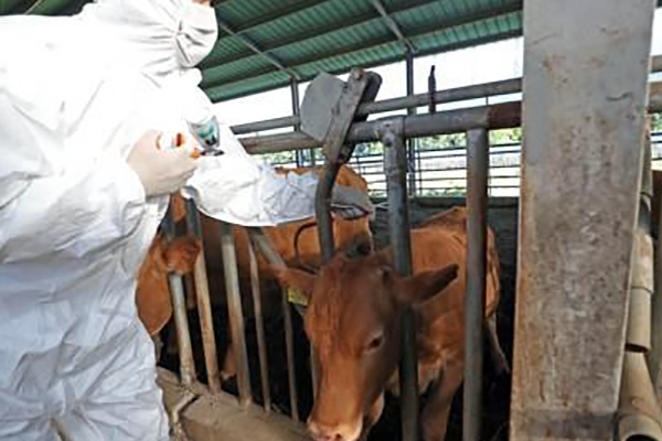 Südkoreas erster Fall der Maul- und Klauenseuche im Jahr 2026 in Incheon gemeldet