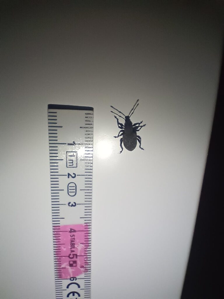 Welcher Käfer taucht hier vermehrt in meinem Haus auf? Welcher Käfer taucht hier vermehrt in meinem Haus auf?