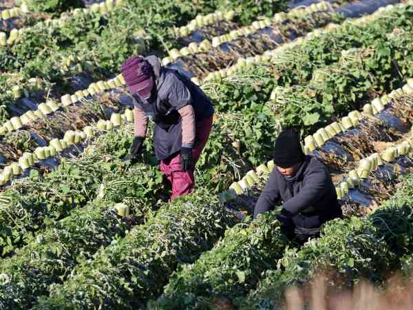 Arbeitsministerium akzeptiert Anträge auf Erlaubnis zur Einstellung ausländischer Arbeitnehmer mit E-9-Visum