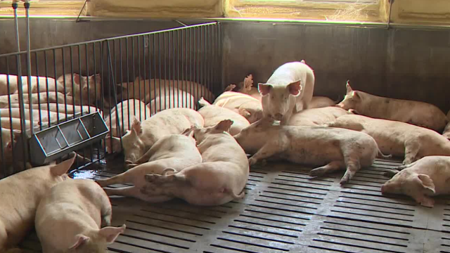 „Schwerwiegende“ landesweite Warnung wegen Afrikanischer Schweinepest, nachdem Fälle in neuen Gebieten bestätigt wurden