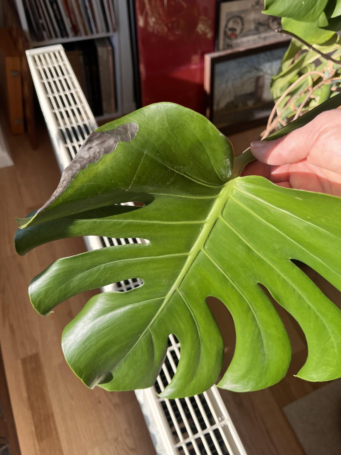 Was fehlt meiner Monstera? Was fehlt meiner Monstera?