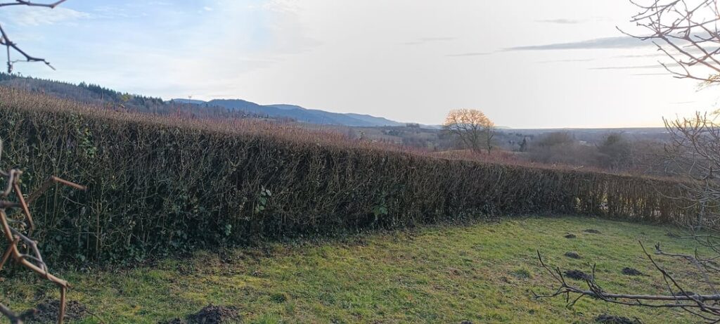 Ligusterhecke verjüngen Ligusterhecke verjüngen