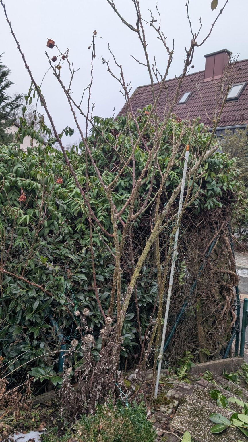 Wie Stockrose zurecht schneiden? Wie Stockrose zurecht schneiden?