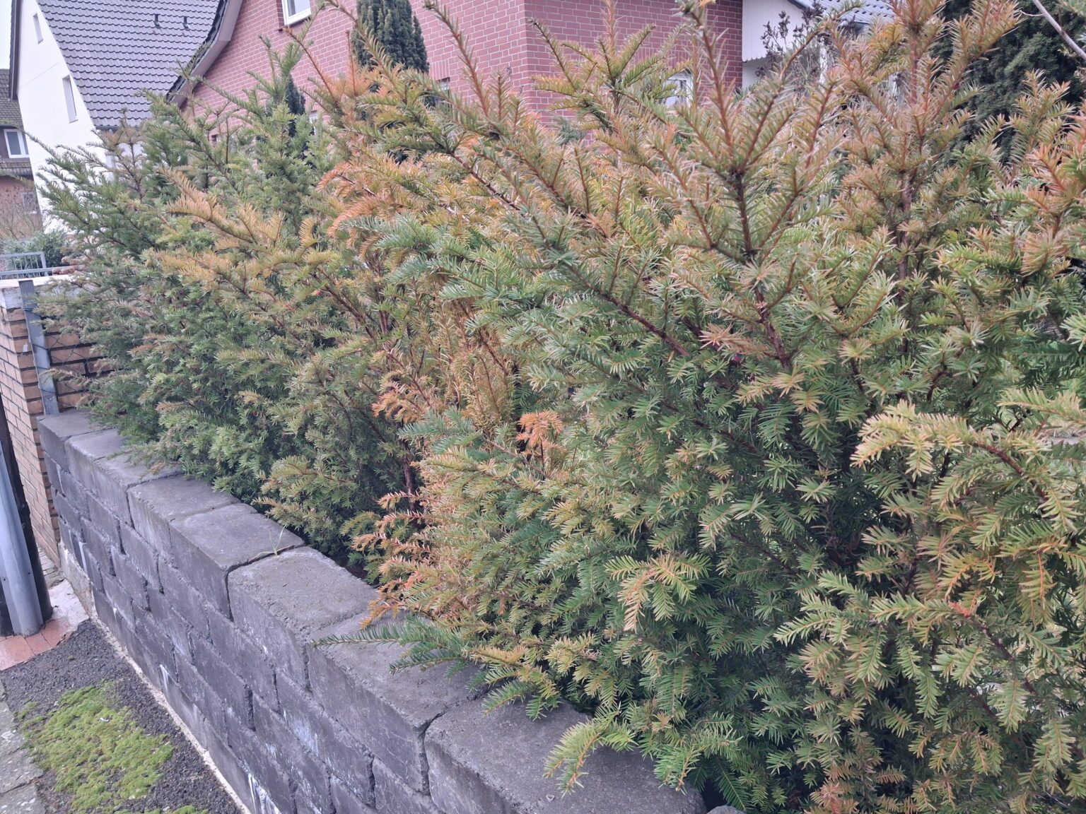 Was fehlt meiner Hecke