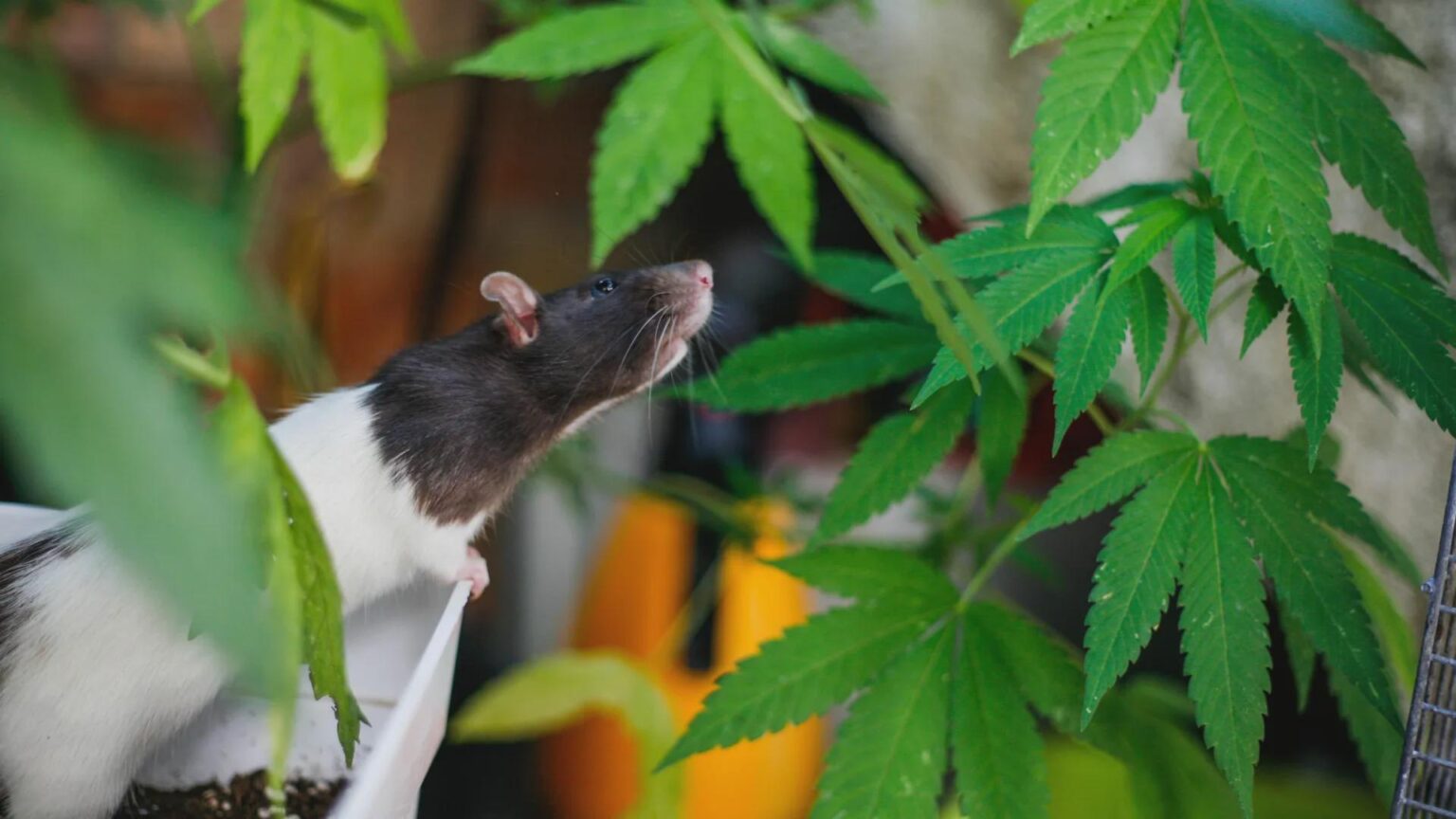 Gestresste Ratten greifen immer wieder zu Cannabis zurück und Wissenschaftler wissen warum