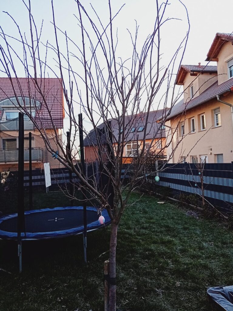 Zwetschge scheiden- Was soll ab? Zwetschge scheiden- Was soll ab?