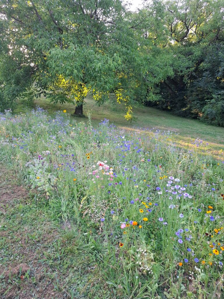 Blumenwiese selbst anlegen Blumenwiese selbst anlegen