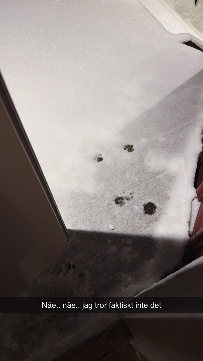 Die Reaktion der Katze auf den Schneesturm (Göteborg)