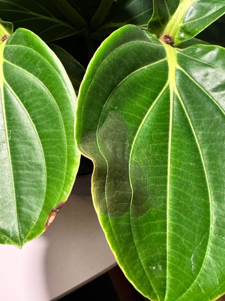 Was fehlt meiner Medinilla magnifica? Was fehlt meiner Medinilla magnifica?