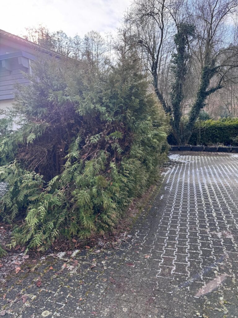 Thujahecke ist endlich weg.