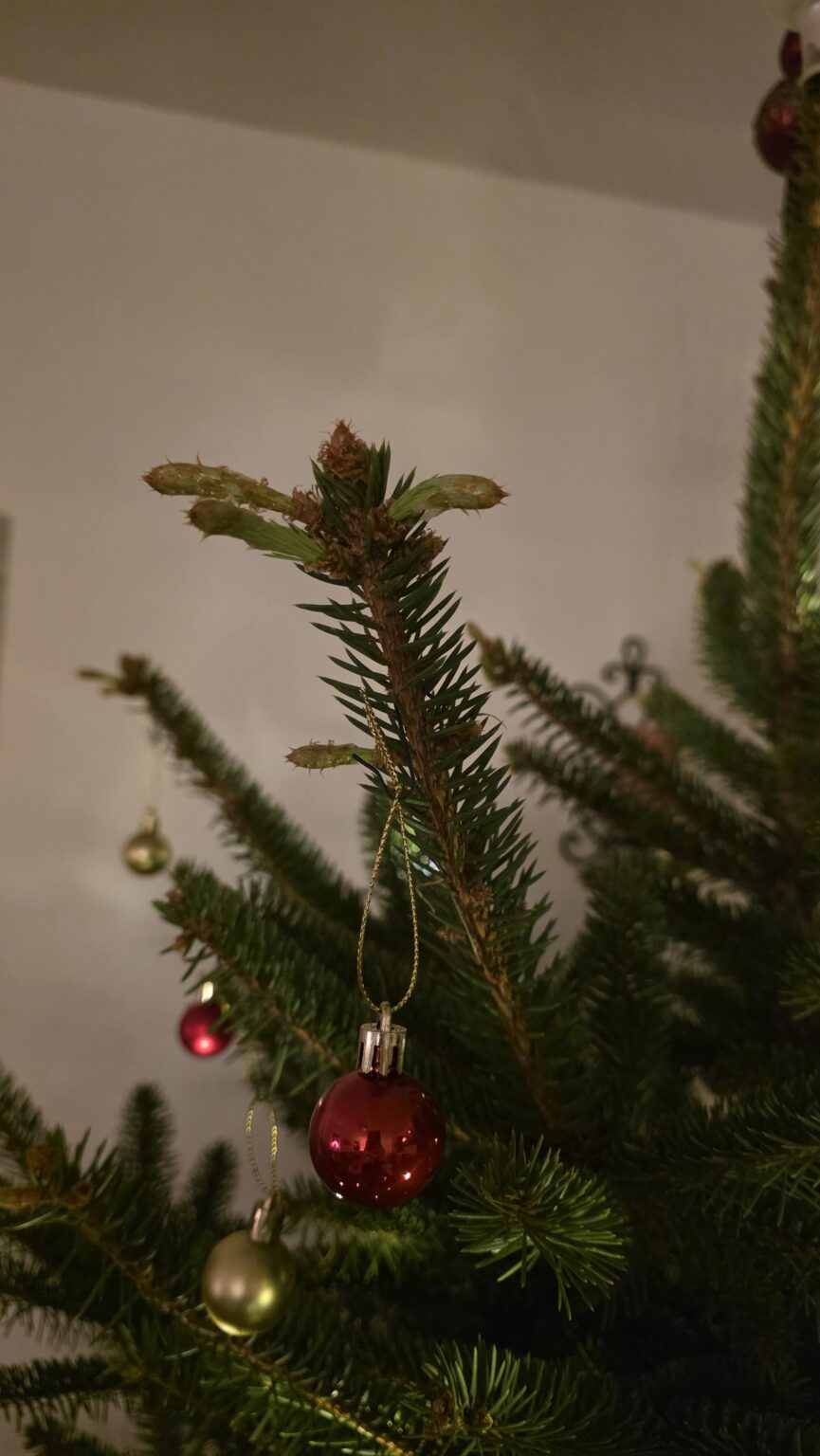Weihnachtsbaum treibt aus Weihnachtsbaum treibt aus
