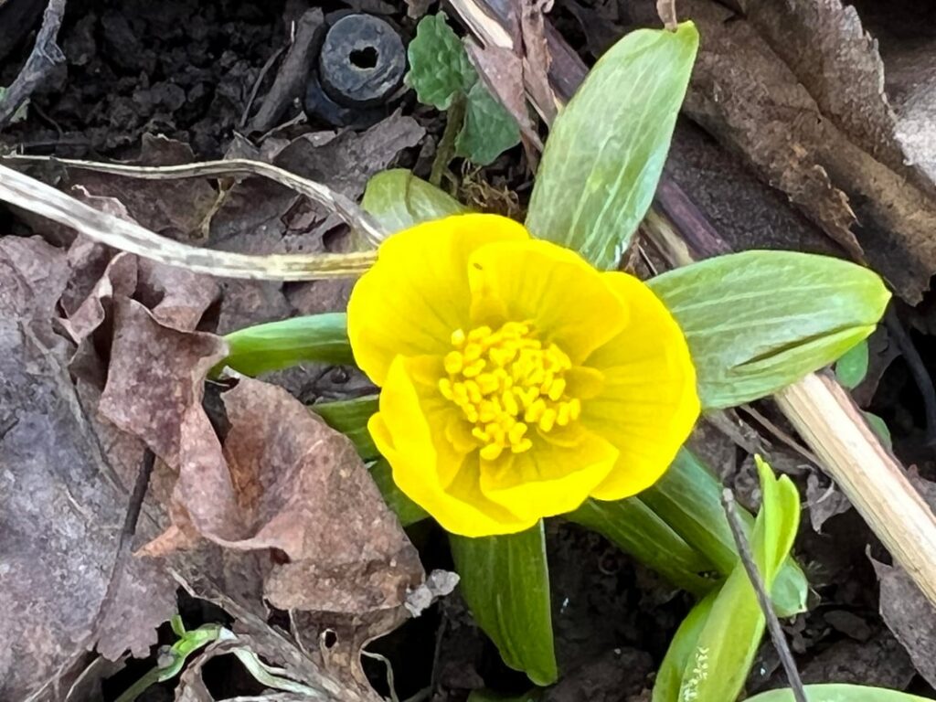 Frühlingsvibes im Januar