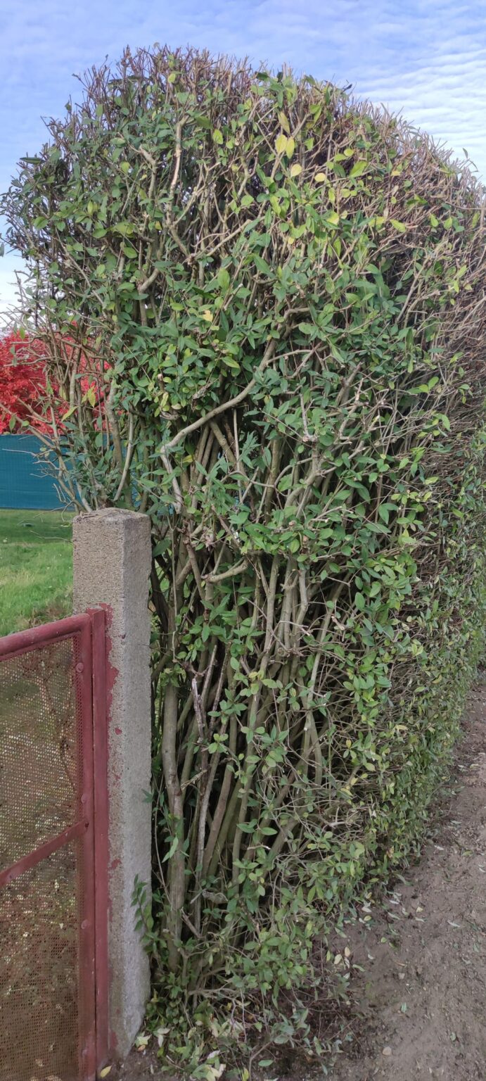 Was tun mit Hecke? Was tun mit Hecke?