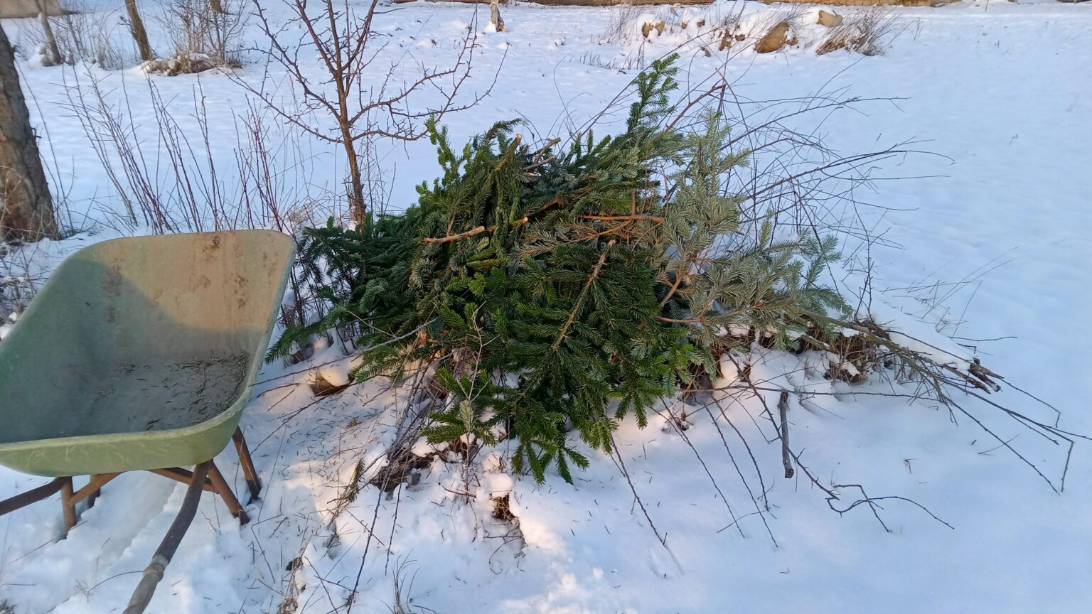 Weihnachtliches Recycling: vom Weihnachtsbaum zum Lebensraum