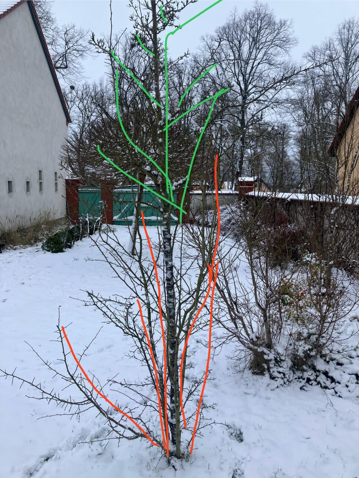 Schnitt Rotdorn Schnitt Rotdorn