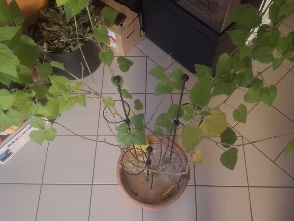 Soll ich die Physalis noch zurückschneiden?