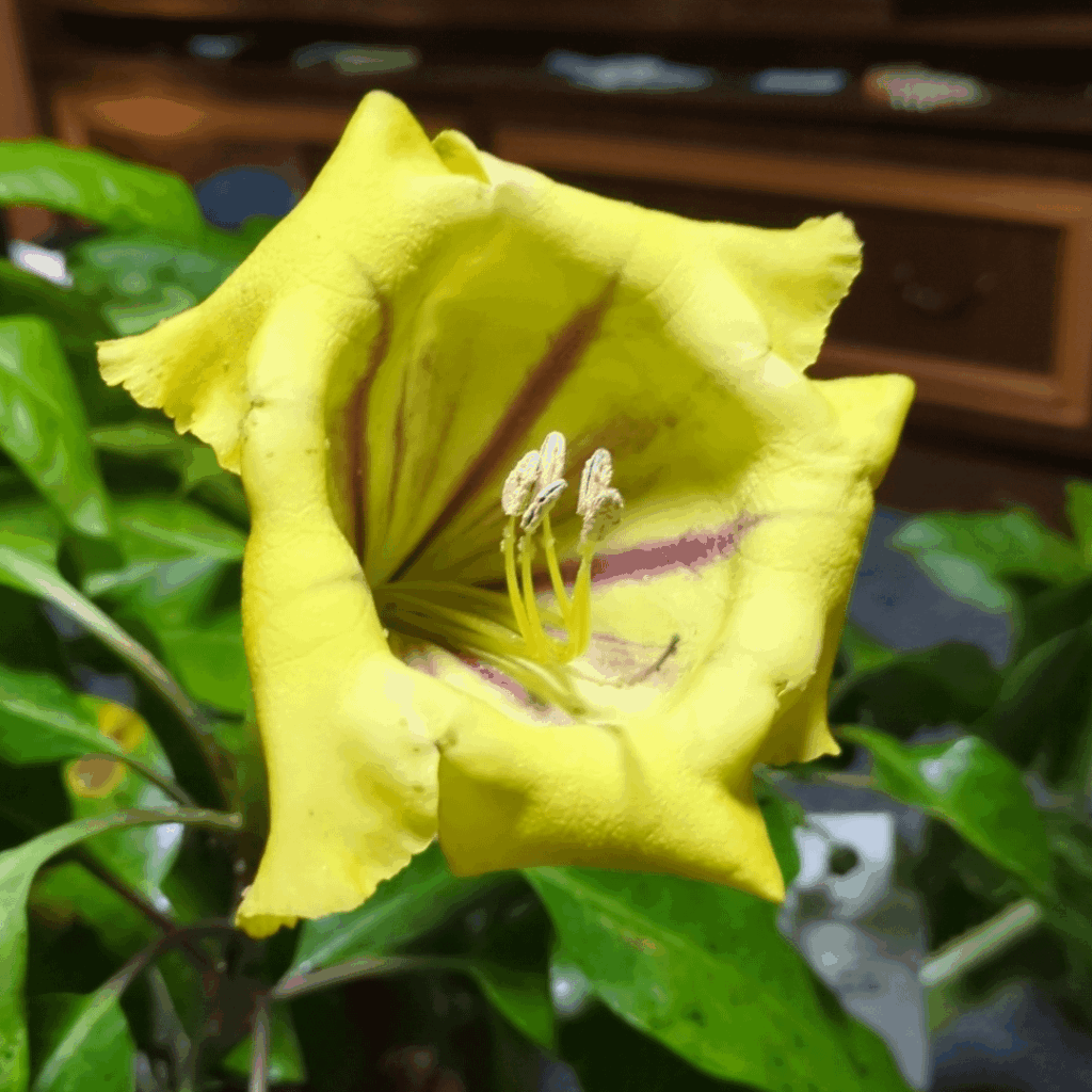 Erste Blüte (Solandra Maxima) Erste Blüte (Solandra Maxima)